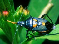 Colorful Beetles ScreenSaver screenshot